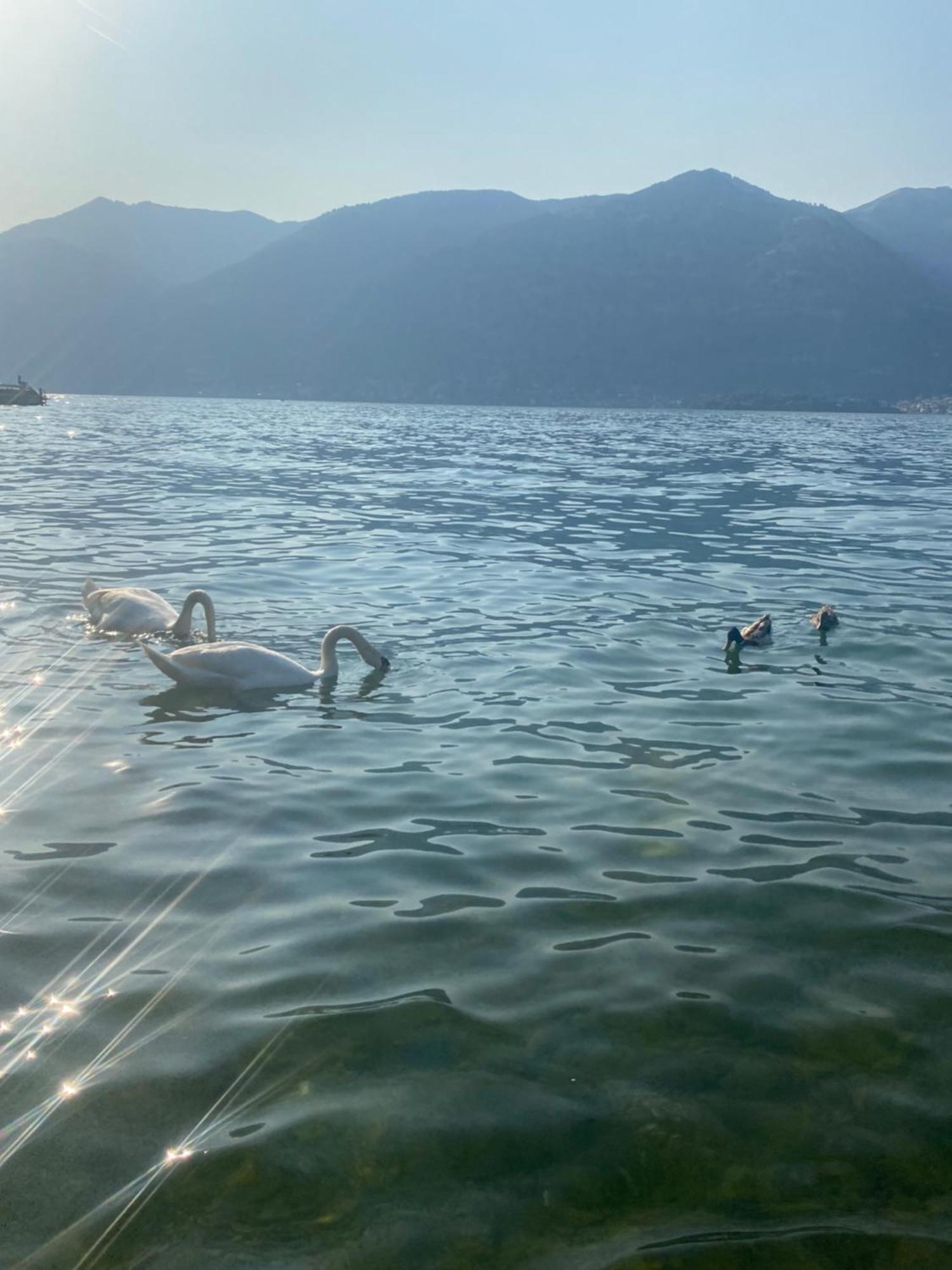 Peonia Apartment - Appartamento Vista Lago Lezzeno Kültér fotó