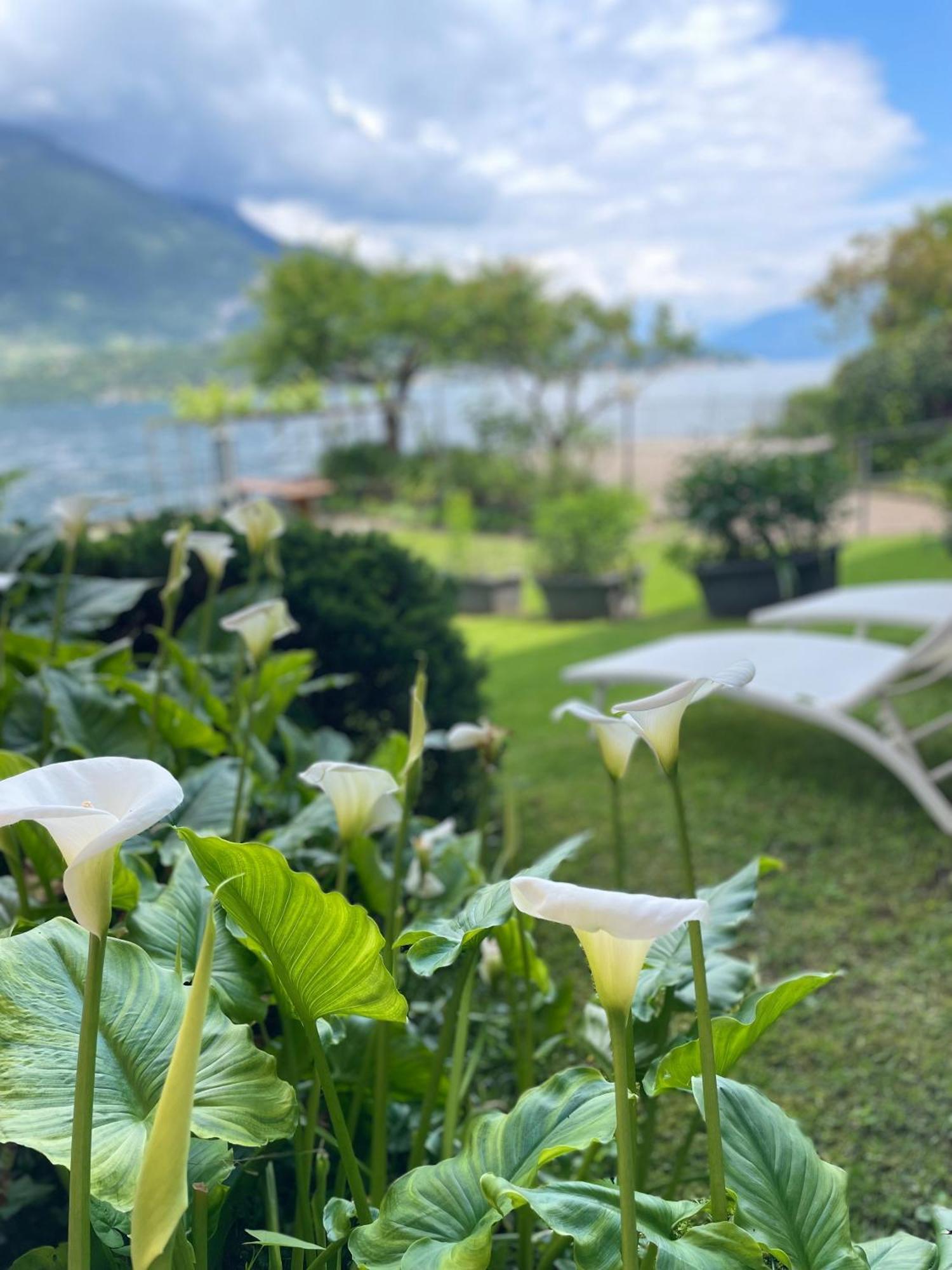 Peonia Apartment - Appartamento Vista Lago Lezzeno Kültér fotó